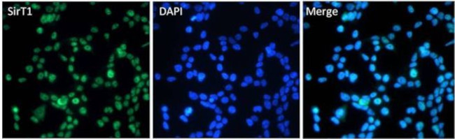 SIRT1 Antibody in Immunocytochemistry (ICC/IF)