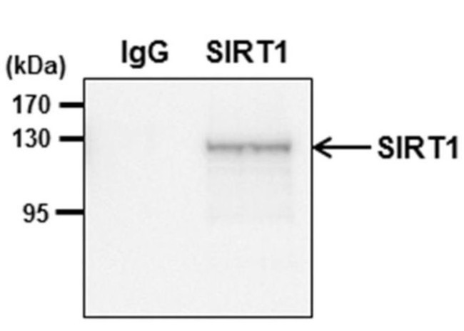 SIRT1 Antibody in Immunoprecipitation (IP)
