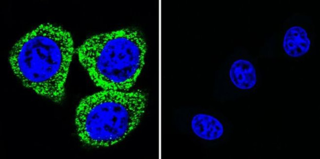 ATP1A1 Antibody in Immunocytochemistry (ICC/IF)