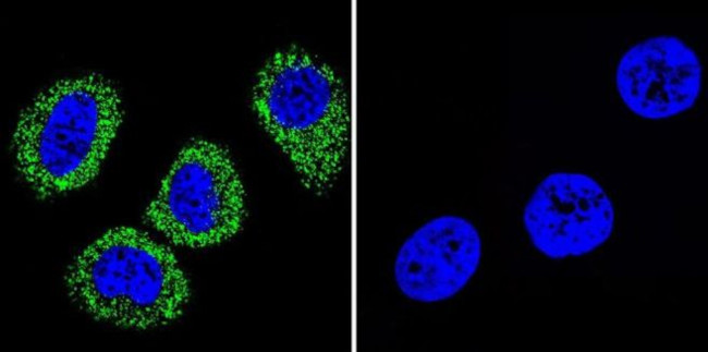 ATP1A1 Antibody in Immunocytochemistry (ICC/IF)