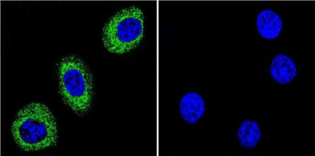 ATP1A1 Antibody in Immunocytochemistry (ICC/IF)