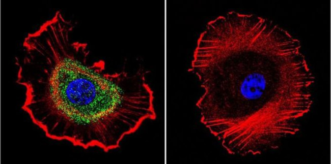 ATP1B1 Antibody in Immunocytochemistry (ICC/IF)