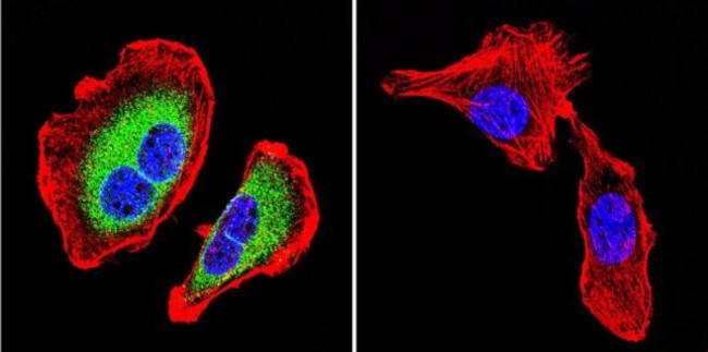 ATP1B1 Antibody in Immunocytochemistry (ICC/IF)