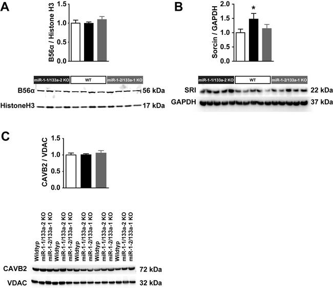 Sorcin Antibody in Western Blot (WB)