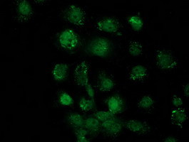 Sox17 Antibody in Immunocytochemistry (ICC/IF)