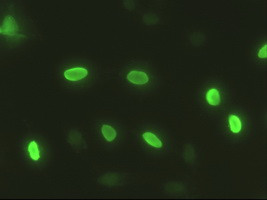 Sox17 Antibody in Immunocytochemistry (ICC/IF)