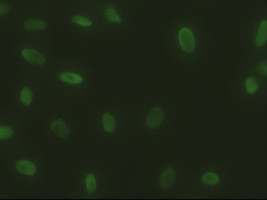 Sox17 Antibody in Immunocytochemistry (ICC/IF)