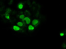 Sox17 Antibody in Immunocytochemistry (ICC/IF)