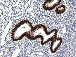 Sox17 Antibody in Immunohistochemistry (Paraffin) (IHC (P))