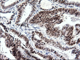 Sox17 Antibody in Immunohistochemistry (Paraffin) (IHC (P))