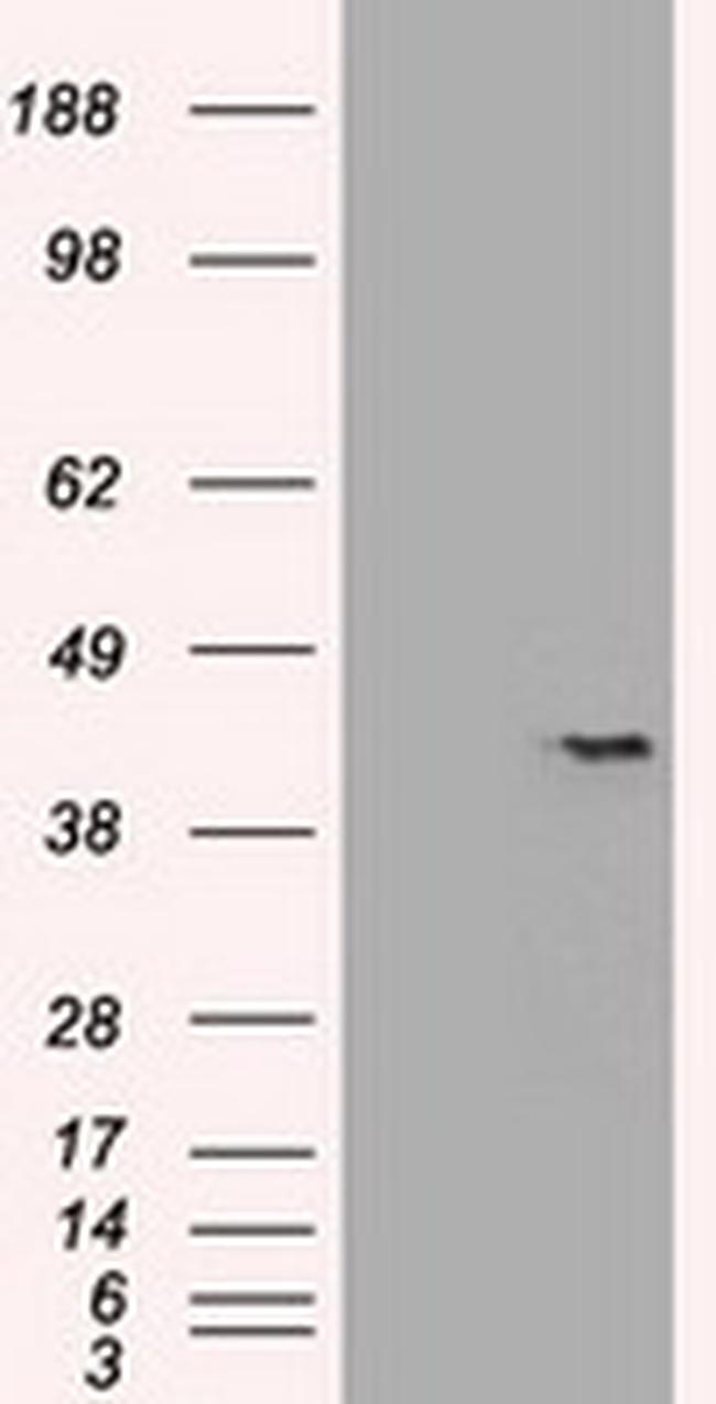 Sox17 Antibody in Western Blot (WB)