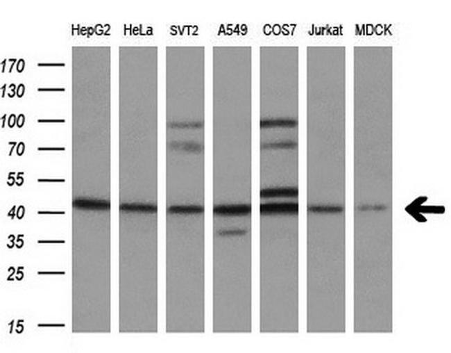 Sox17 Antibody in Western Blot (WB)