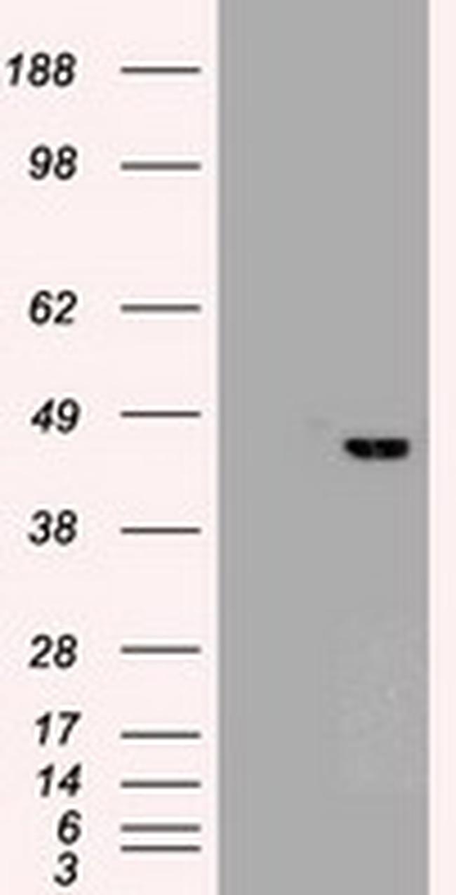 Sox17 Antibody in Western Blot (WB)