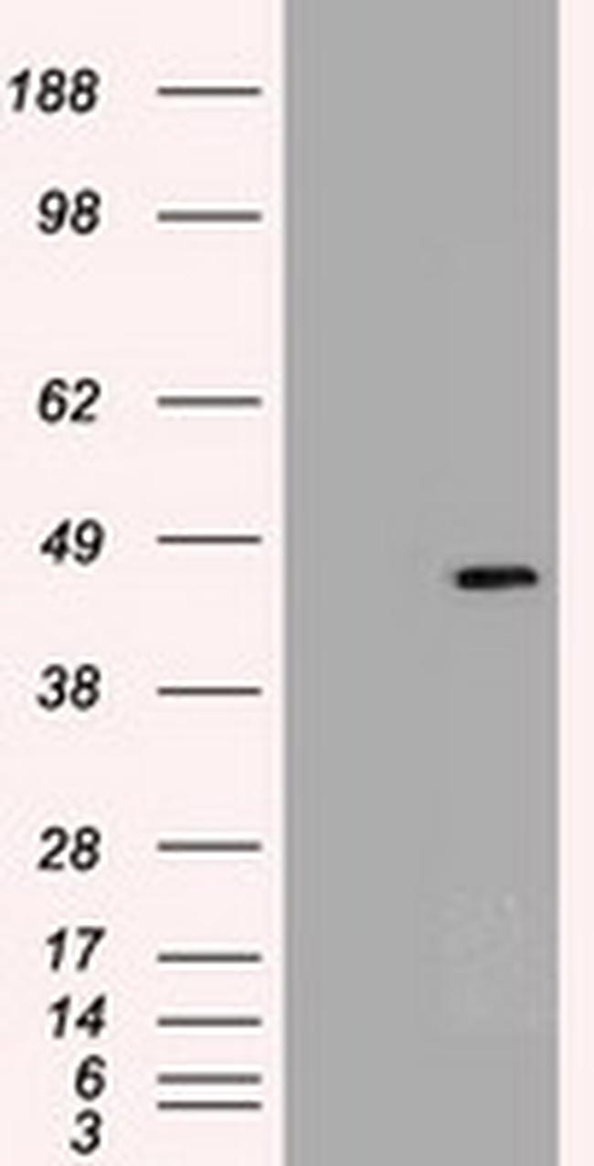 Sox17 Antibody in Western Blot (WB)