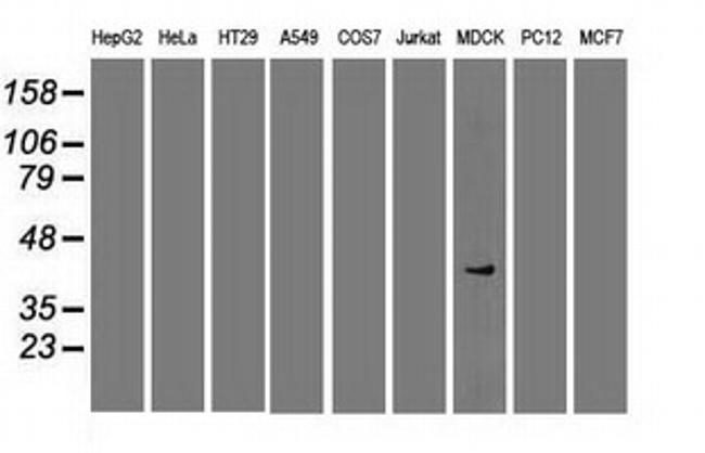 Sox17 Antibody in Western Blot (WB)