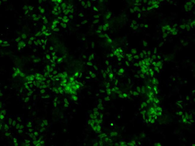 SOX2 Antibody in Immunocytochemistry (ICC/IF)