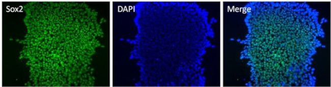 SOX2 Antibody in Immunocytochemistry (ICC/IF)