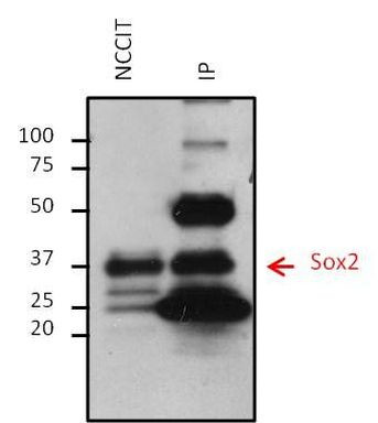 SOX2 Antibody in Immunoprecipitation (IP)