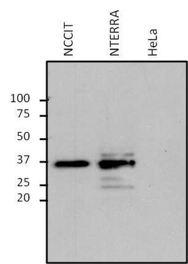 SOX2 Antibody in Western Blot (WB)