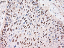 Stat4 Antibody in Immunohistochemistry (Paraffin) (IHC (P))