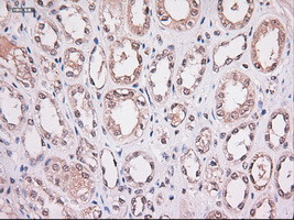 Stat4 Antibody in Immunohistochemistry (Paraffin) (IHC (P))