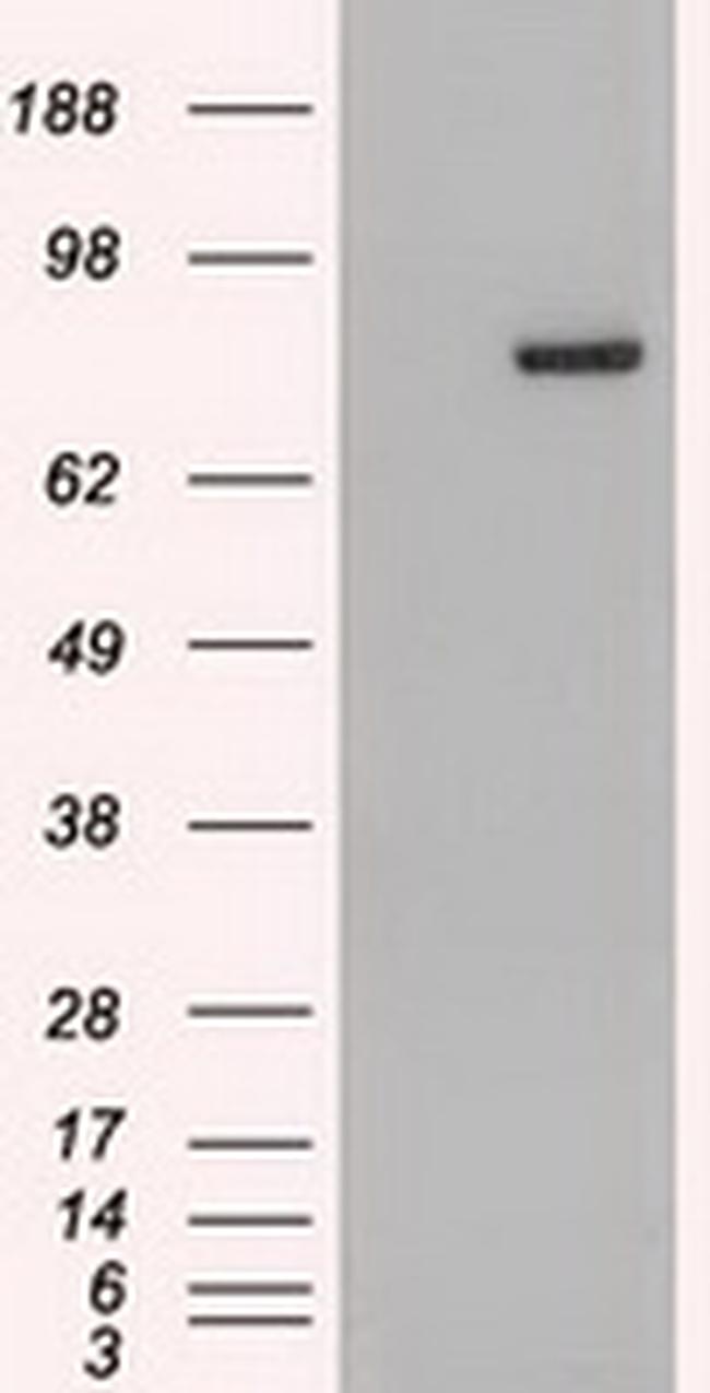 Stat4 Antibody in Western Blot (WB)