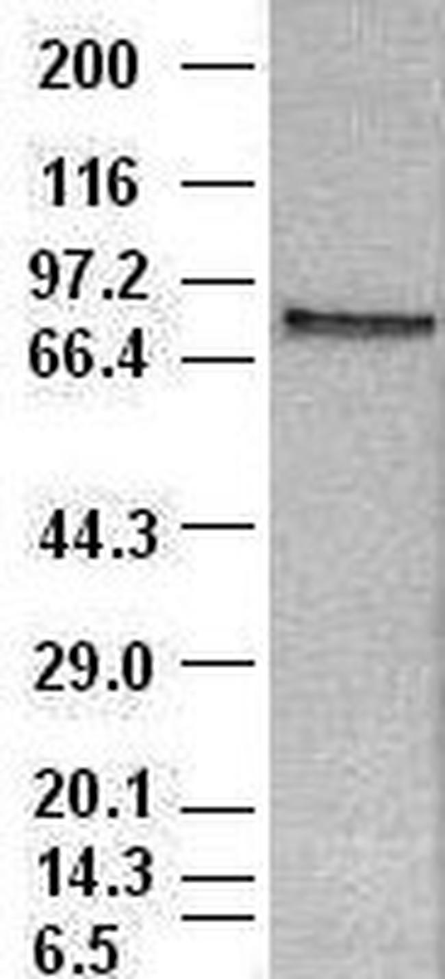 Stat4 Antibody in Western Blot (WB)