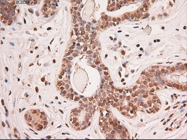 Stat5a Antibody in Immunohistochemistry (Paraffin) (IHC (P))