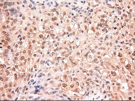 Stat5a Antibody in Immunohistochemistry (Paraffin) (IHC (P))