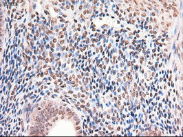 Stat5a Antibody in Immunohistochemistry (Paraffin) (IHC (P))