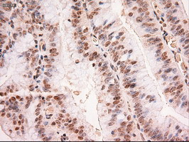 Stat5a Antibody in Immunohistochemistry (Paraffin) (IHC (P))