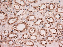 Stat5a Antibody in Immunohistochemistry (Paraffin) (IHC (P))