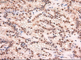 Stat5a Antibody in Immunohistochemistry (Paraffin) (IHC (P))