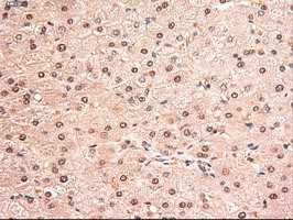 Stat5a Antibody in Immunohistochemistry (Paraffin) (IHC (P))