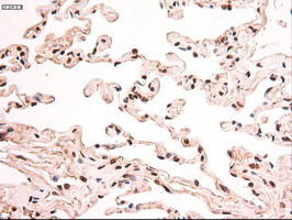 Stat5a Antibody in Immunohistochemistry (Paraffin) (IHC (P))