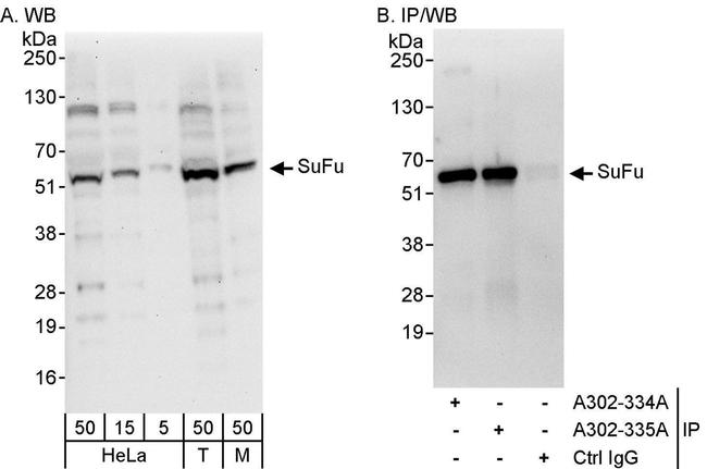 SuFu Antibody in Western Blot (WB)