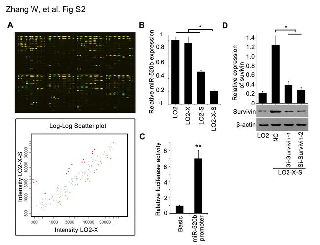 Survivin Antibody in Western Blot (WB)