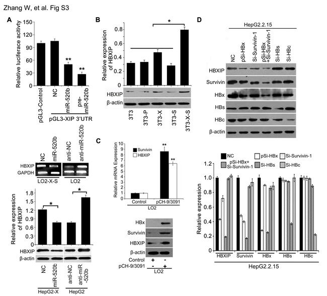 Survivin Antibody in Western Blot (WB)