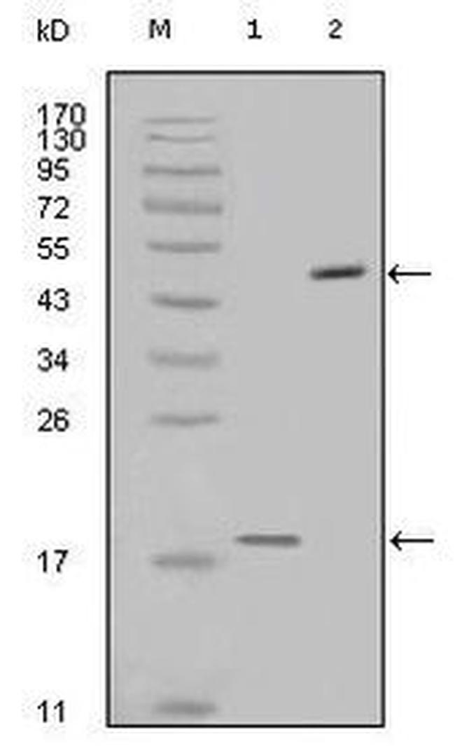 Survivin Antibody in Western Blot (WB)