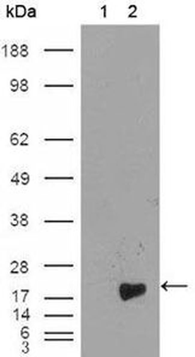 Survivin Antibody in Western Blot (WB)