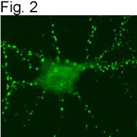 SynGAP Antibody in Immunocytochemistry (ICC/IF)