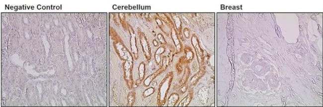 Synaptophysin Antibody in Immunohistochemistry (PFA fixed) (IHC (PFA))