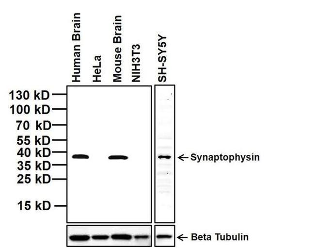 Synaptophysin Antibody in Western Blot (WB)