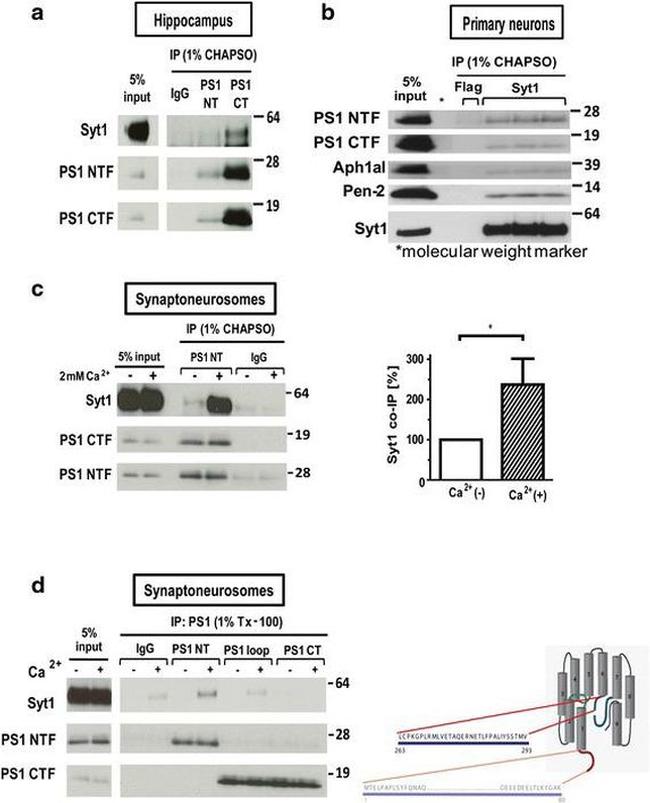 Synaptotagmin 1 Antibody in Immunoprecipitation (IP)