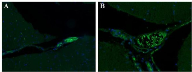 Syntaxin 1 Antibody in Immunohistochemistry (Paraffin) (IHC (P))