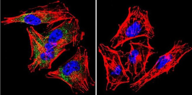 SNTB2 Antibody in Immunocytochemistry (ICC/IF)