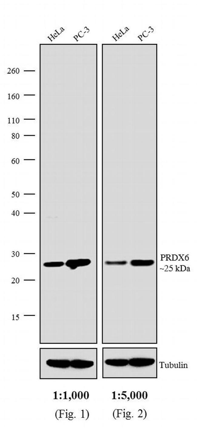 Rabbit IgG (H+L) Secondary Antibody in Western Blot (WB)