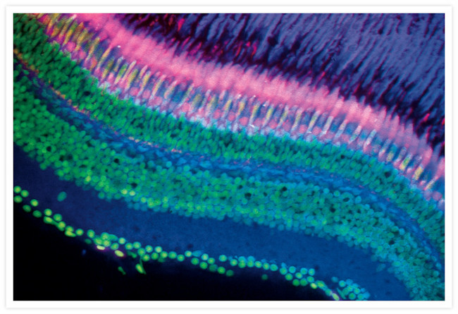 Mouse IgG (H+L) Cross-Adsorbed Secondary Antibody in Immunohistochemistry (Frozen) (IHC (F))