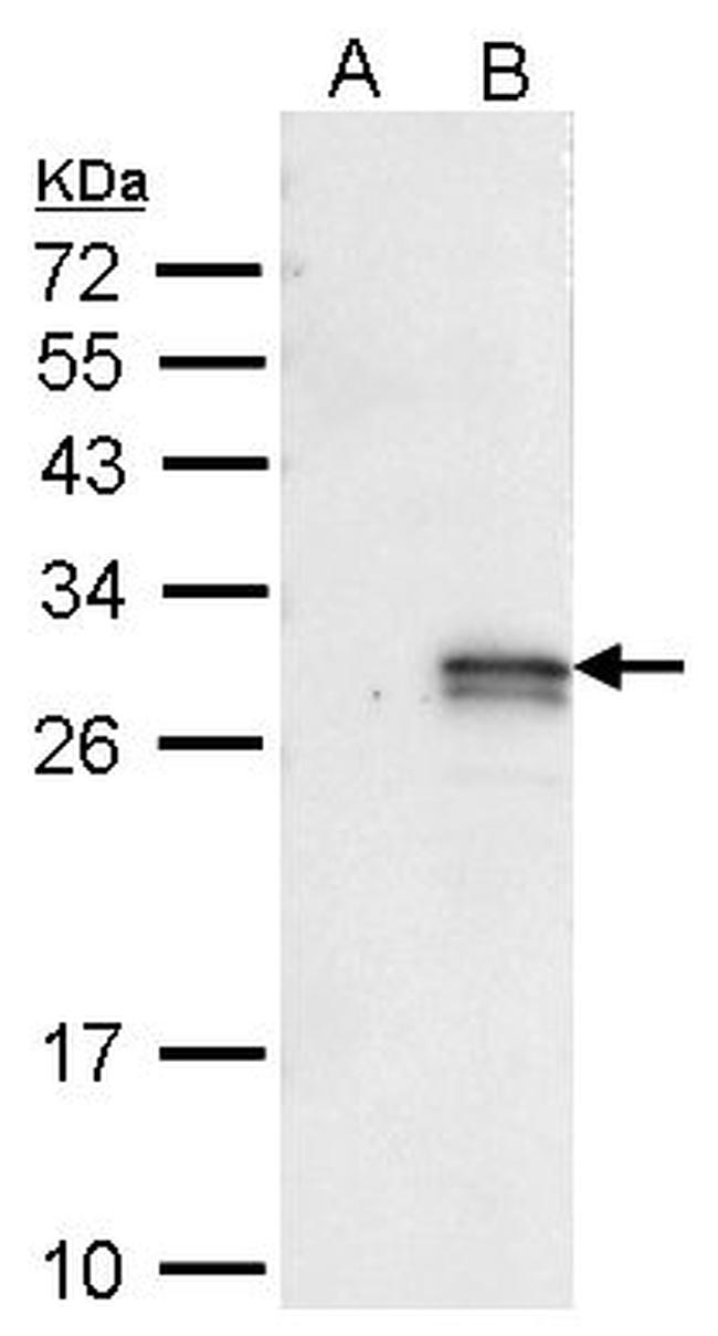 eGFP Antibody in Western Blot (WB)