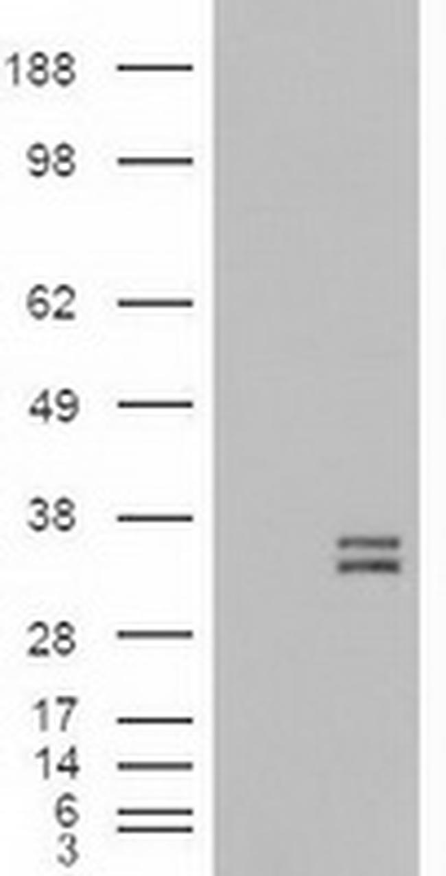 DDK Antibody in Western Blot (WB)